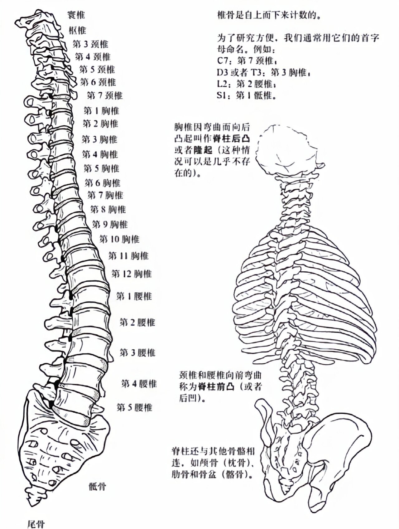 人体胸椎结构图片图解图片