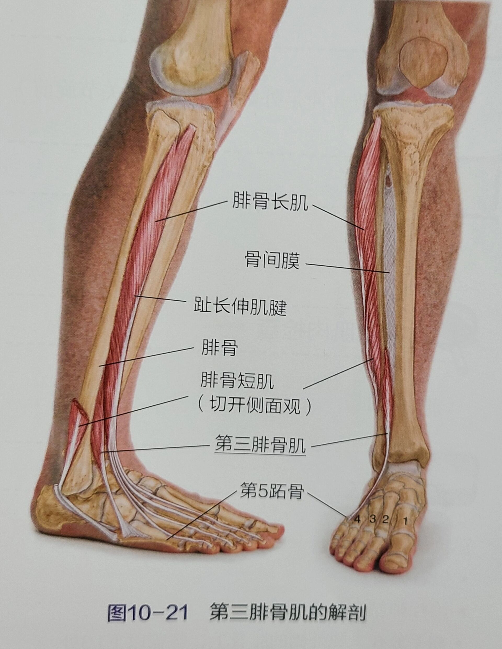 第三腓骨肌位置图片