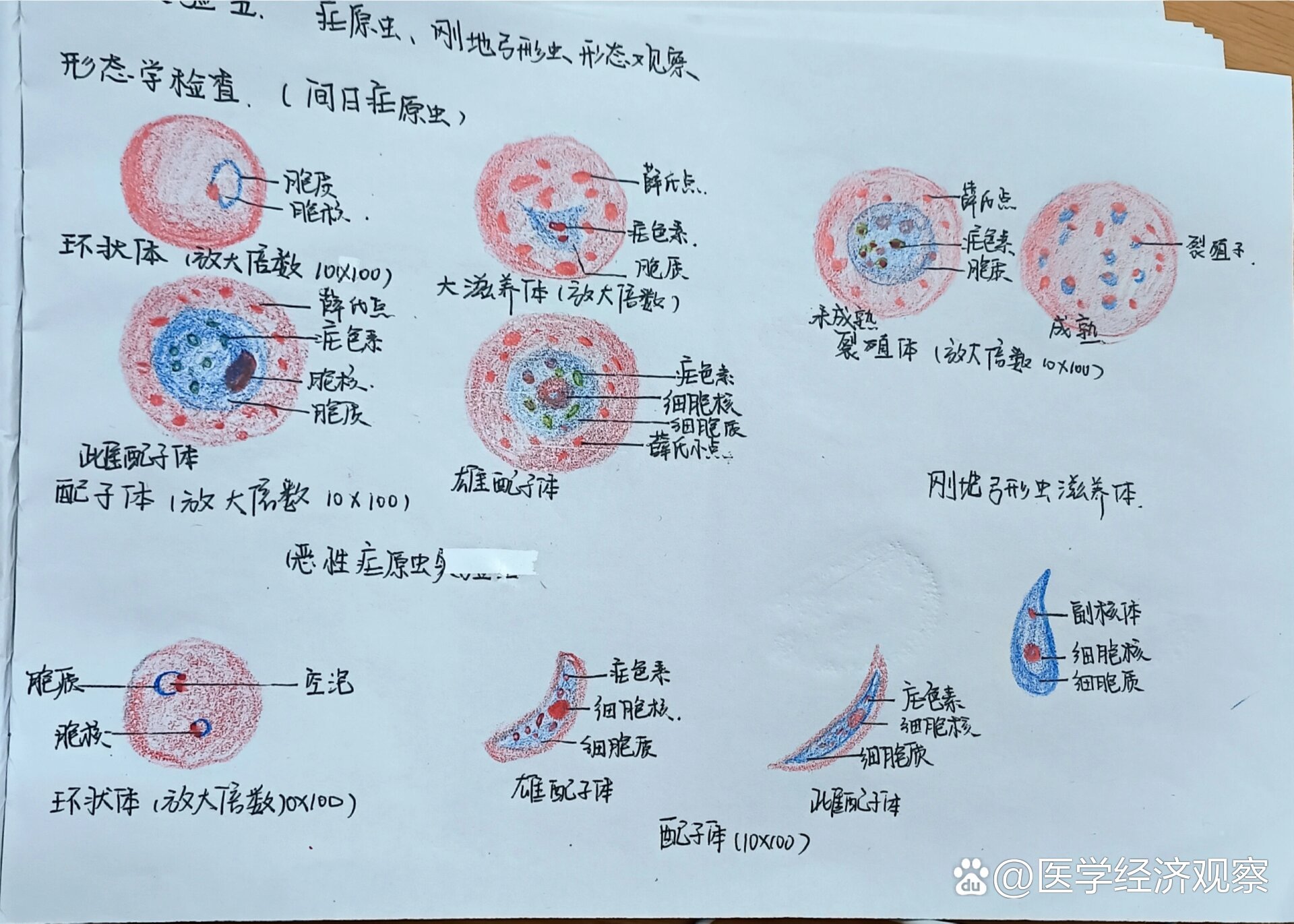 刚地弓形虫滋养体绘图图片