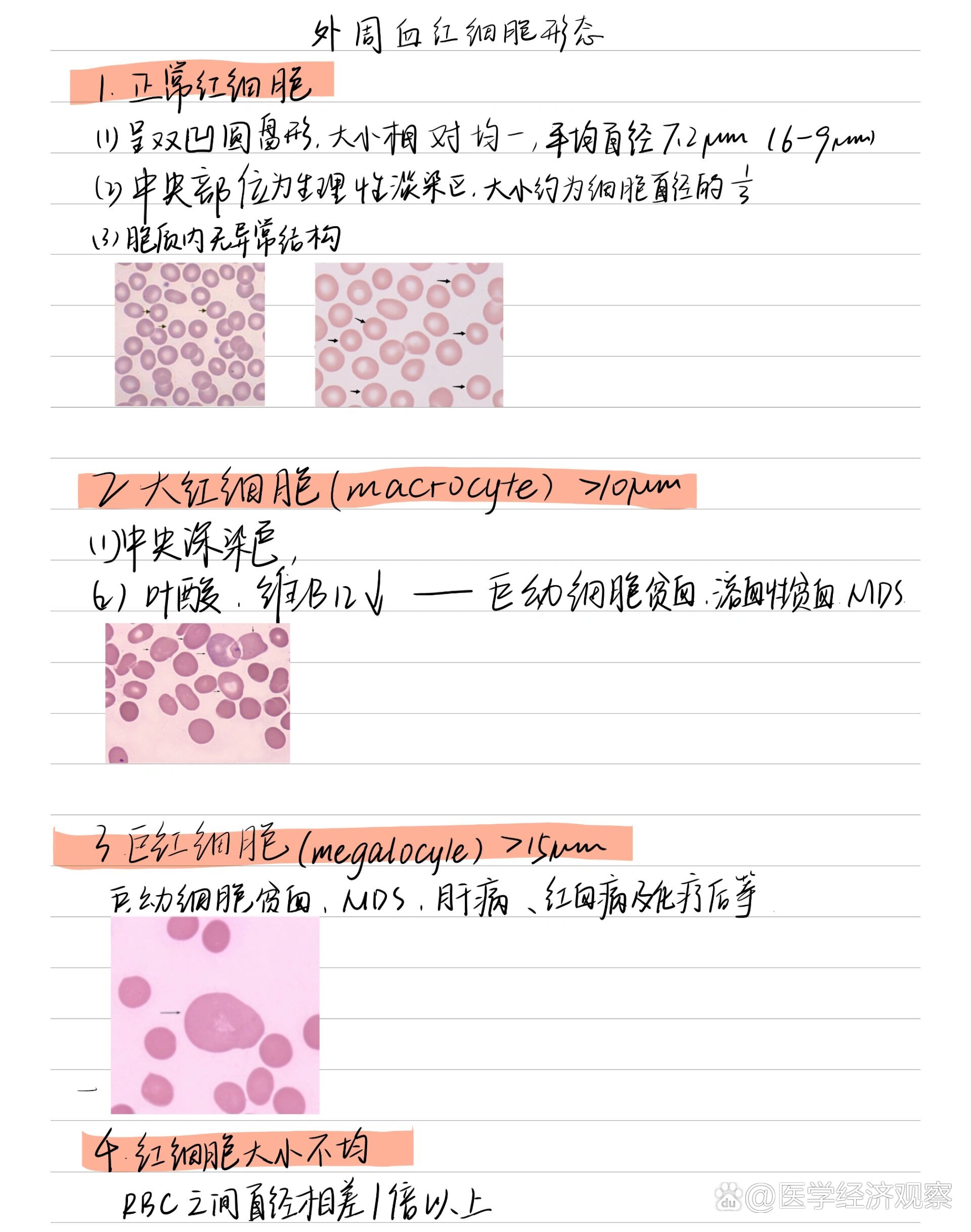 鸡红细胞形态描述图片