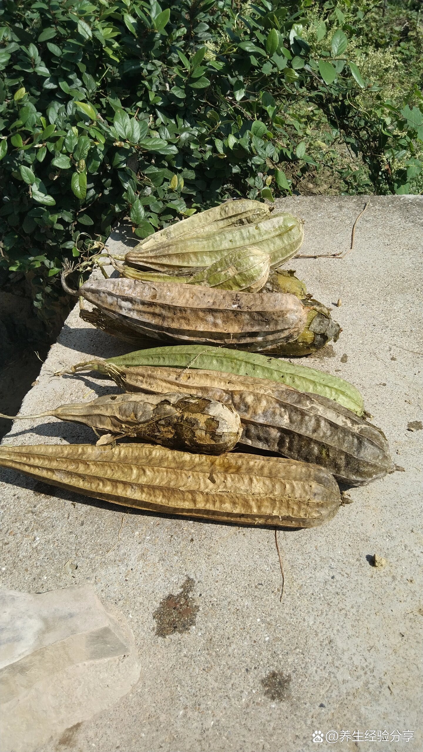 你知道老丝瓜有什么作用吗?