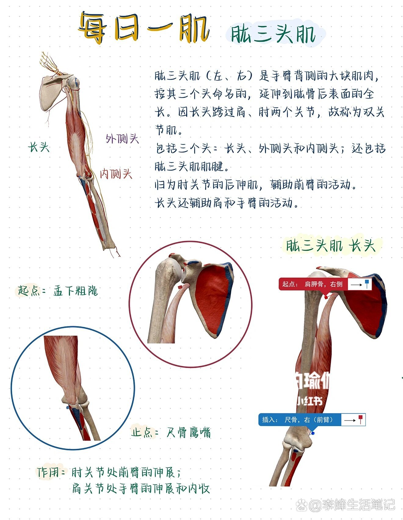 肱三头肌皮褶厚度图片