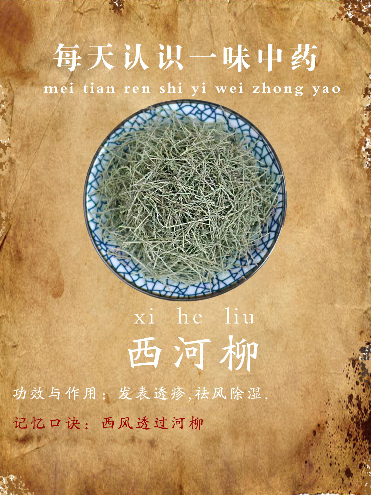 每天记住一味中药——西河柳