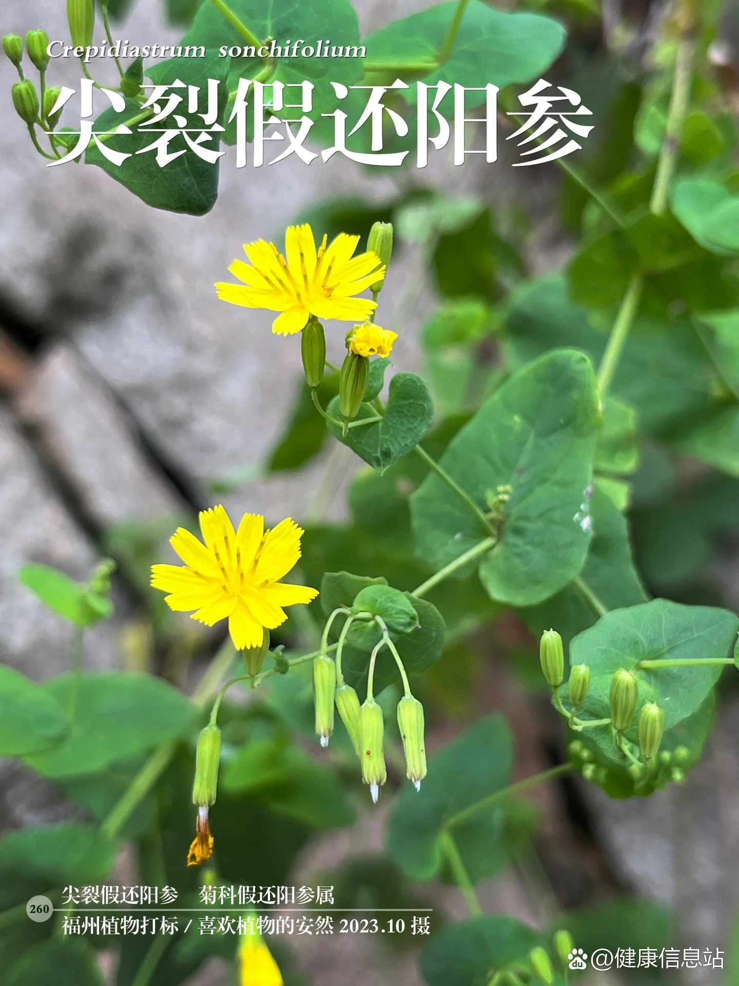 福州植物打标260|名称拗口的尖裂假还阳参