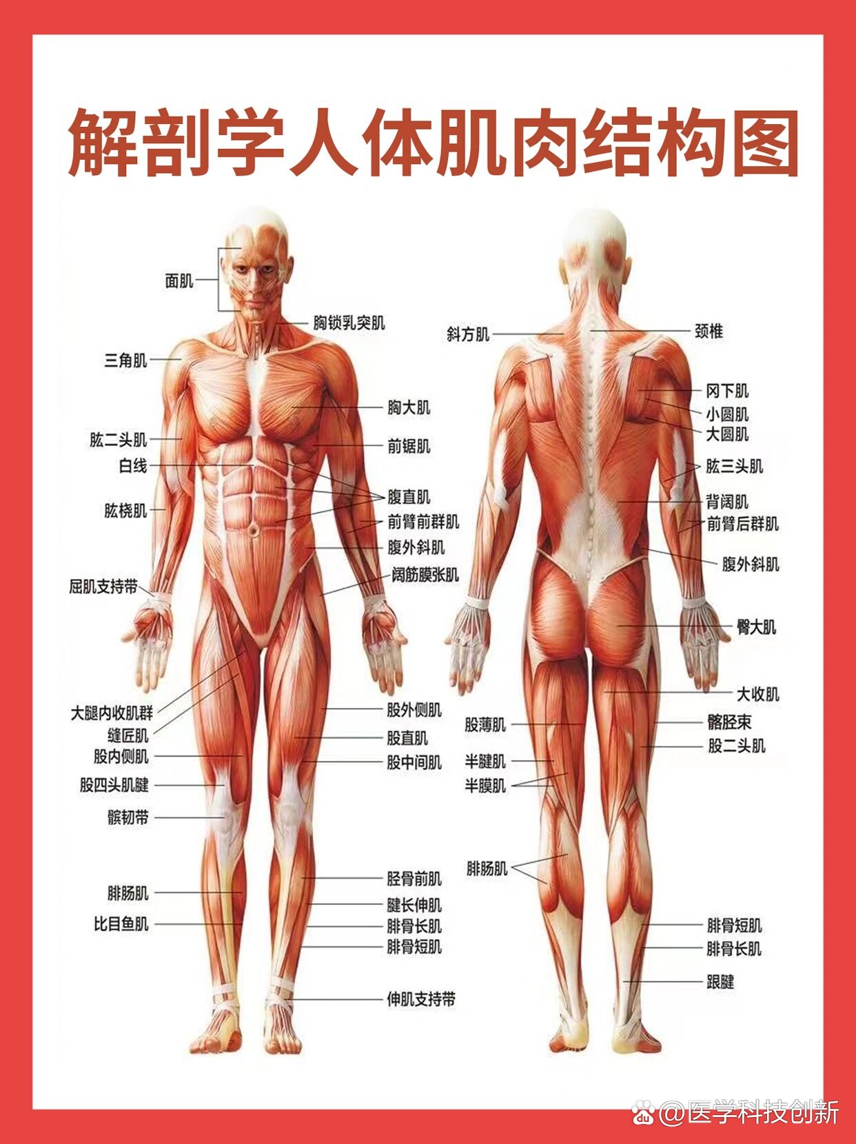 膝盖肌肉结构图解剖图图片