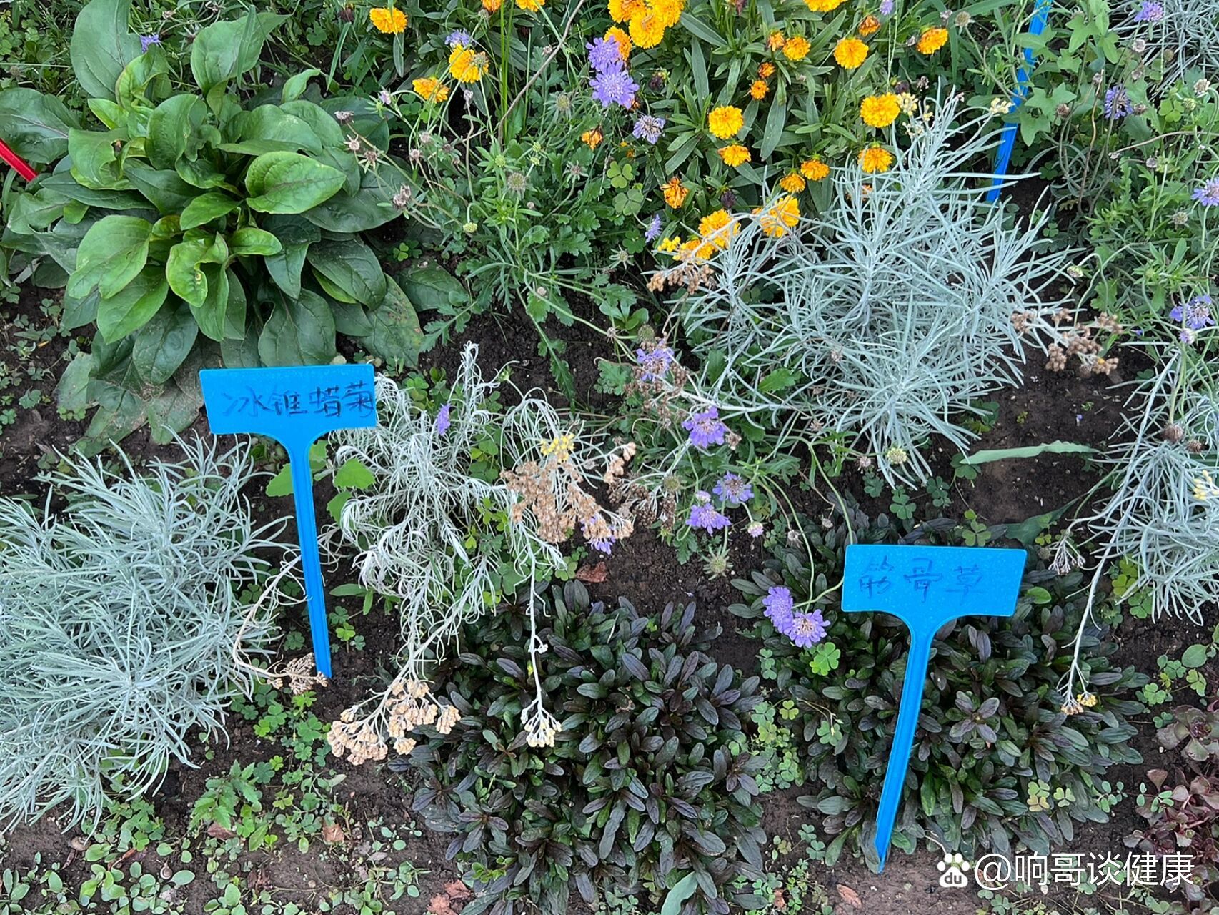 筋骨草,多年生,叶子紧密层叠,颜色丰富.