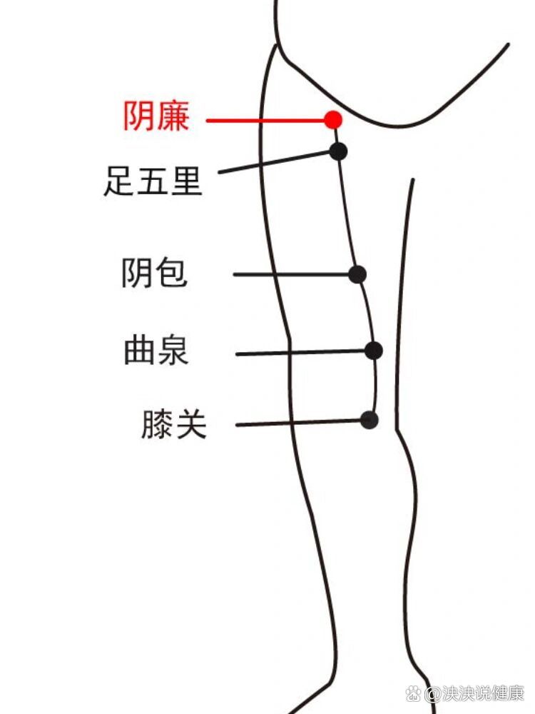 大腿内侧经络图 图解图片