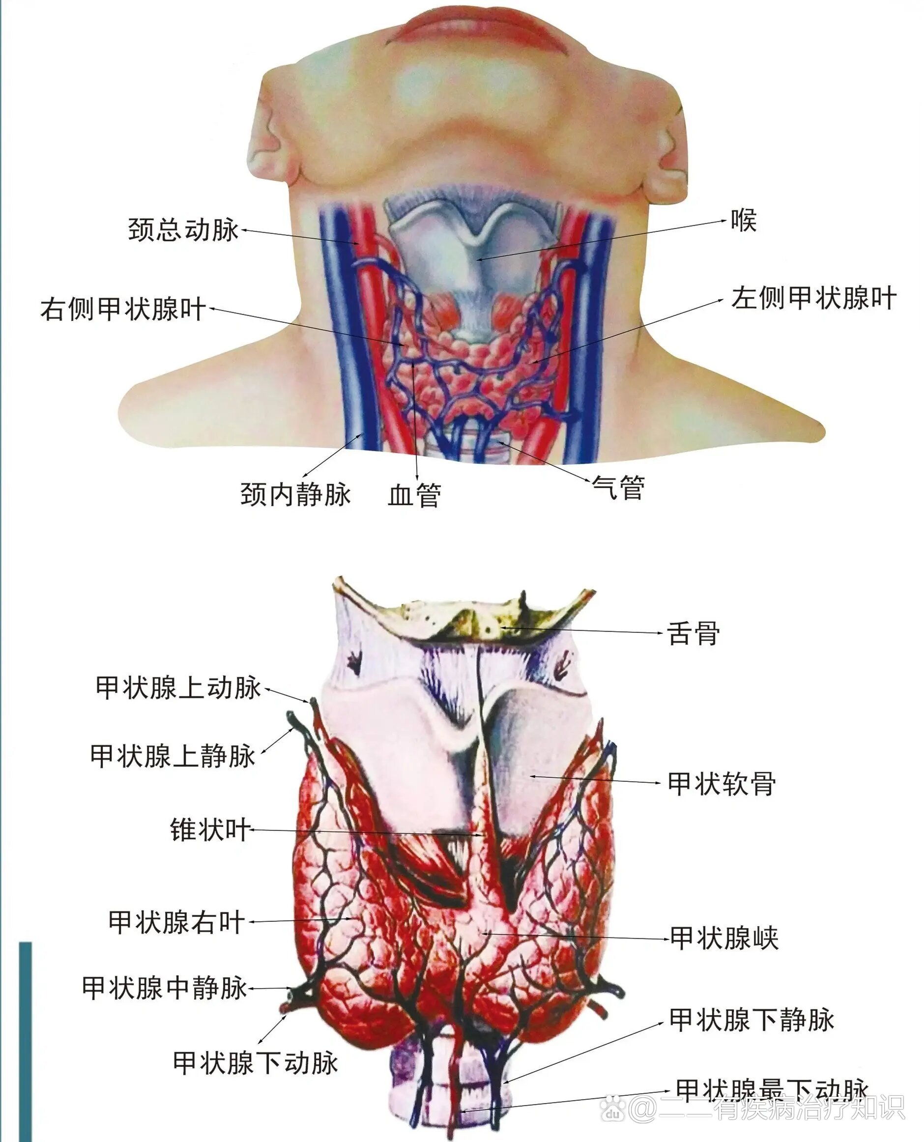 甲状腺周围肌肉解剖图片