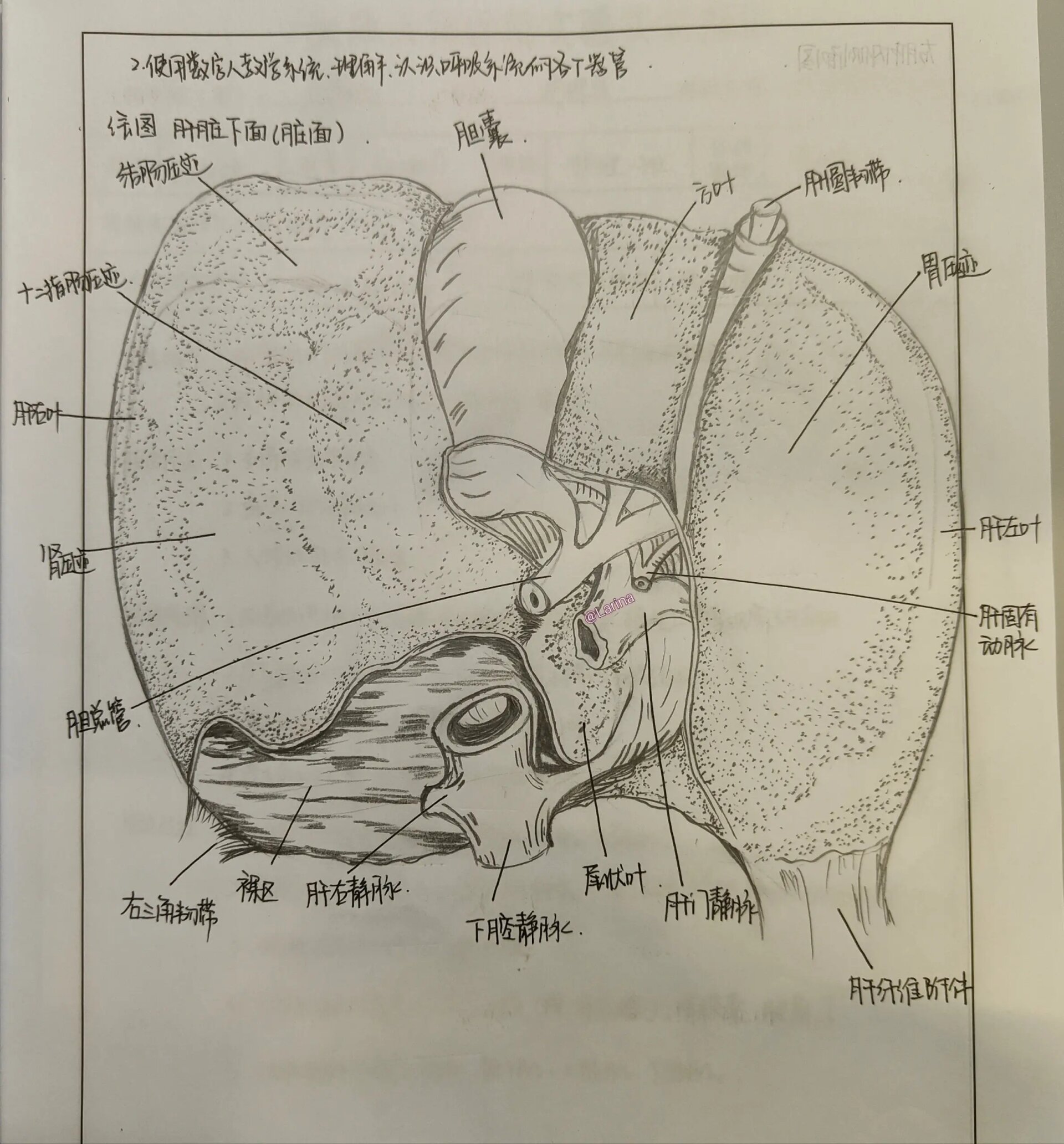 肝脏素描画图片