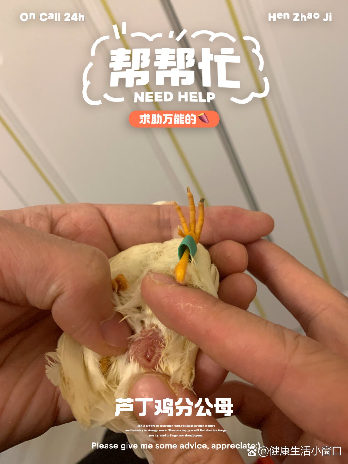 瓦灰芦丁鸡公母区别图图片