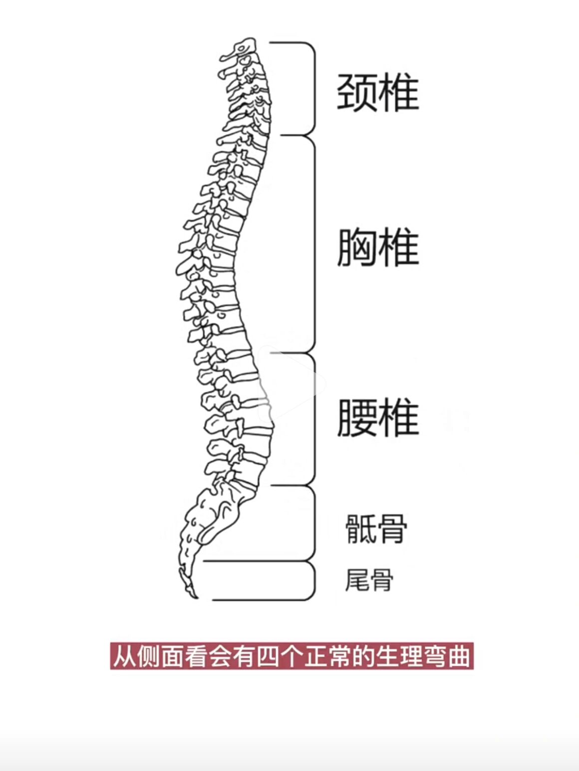 人类尾巴骨图片图片