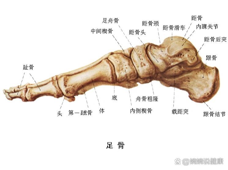 右踝撕脱性骨折第28天,折友给了张足骨图