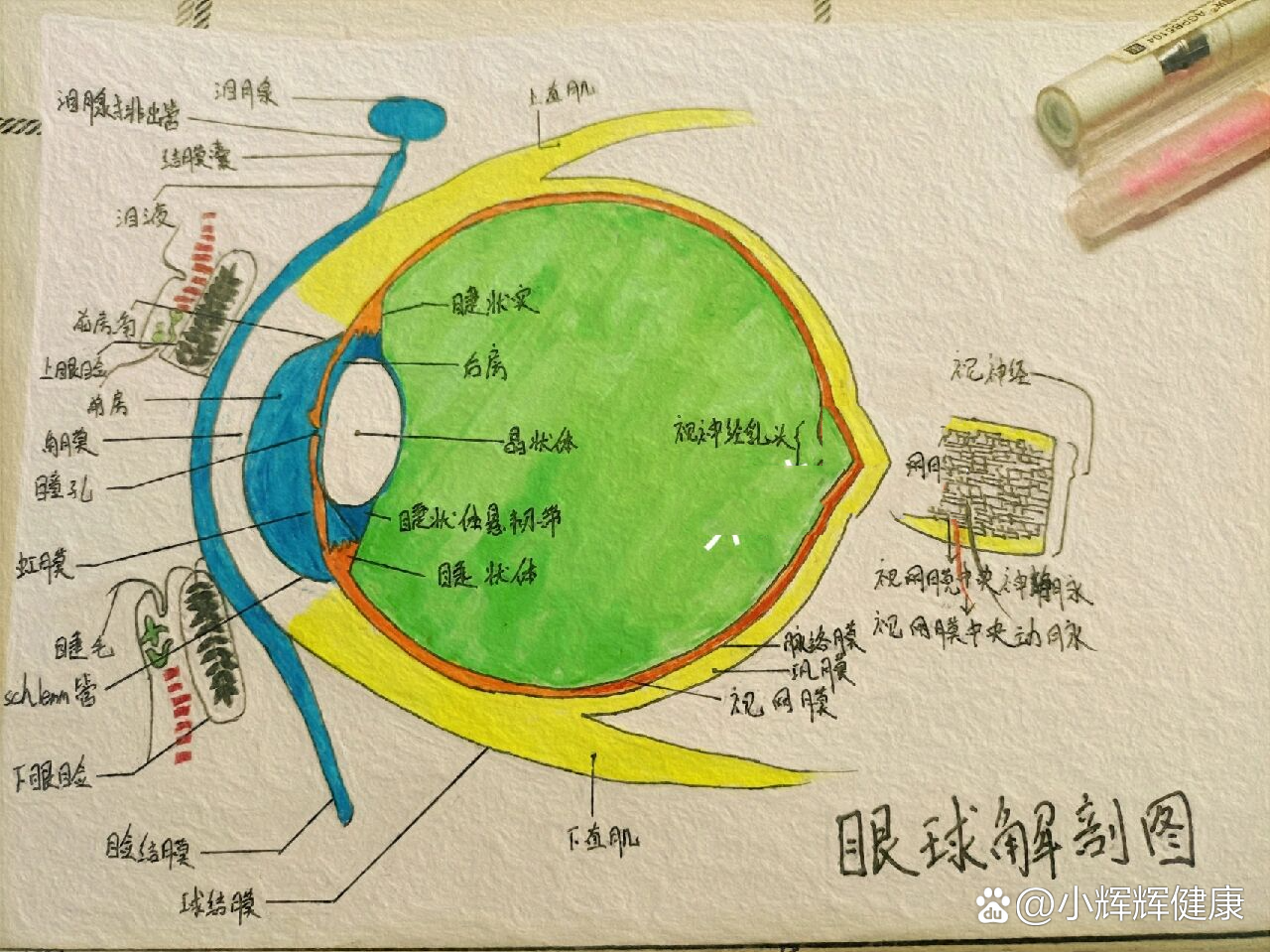 眼球解剖图眼球的基本结构