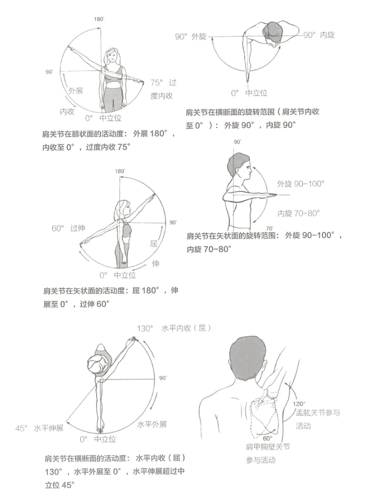人体各关节的活动范围