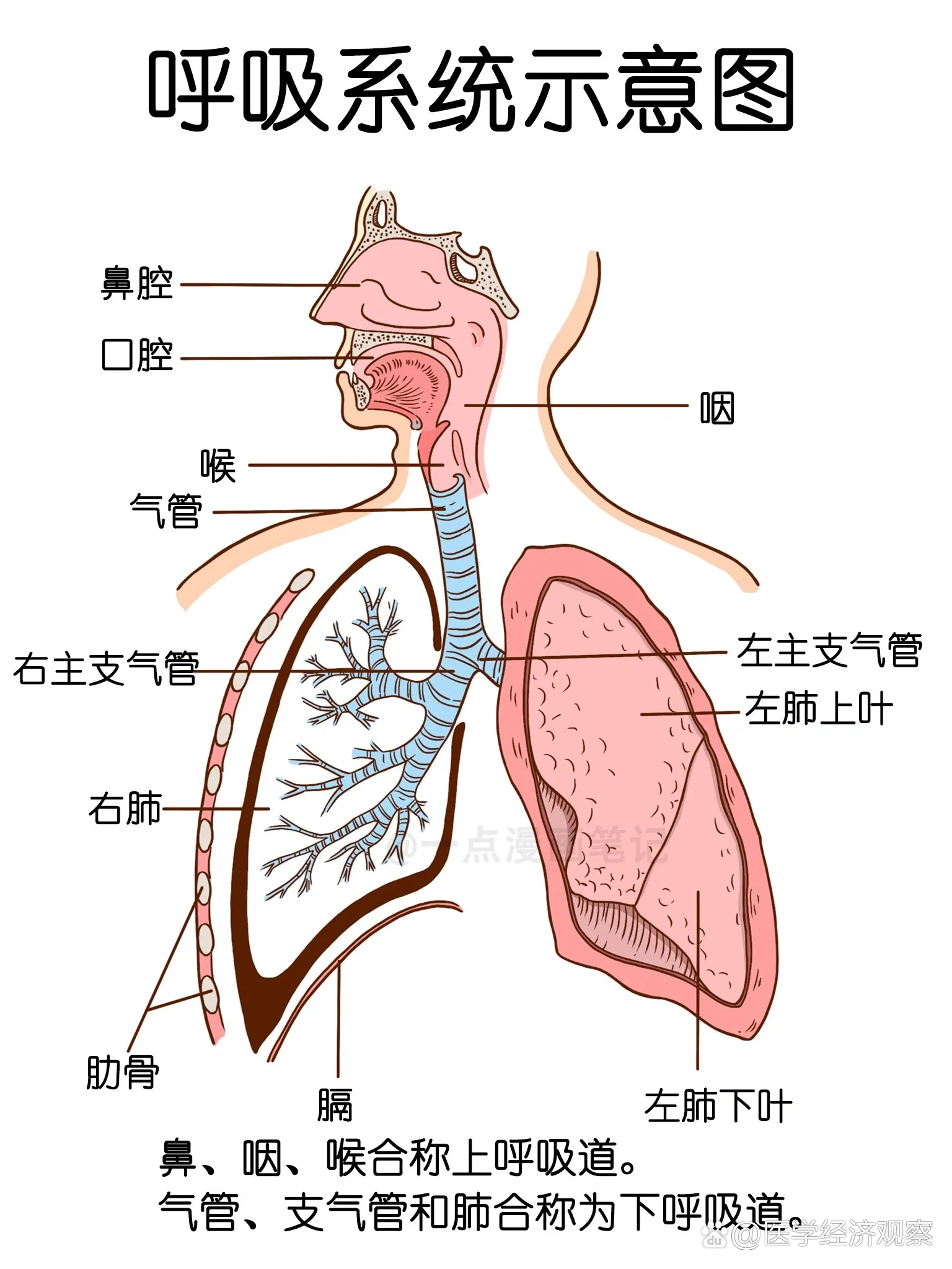 学习笔记95呼吸系统结构示意图