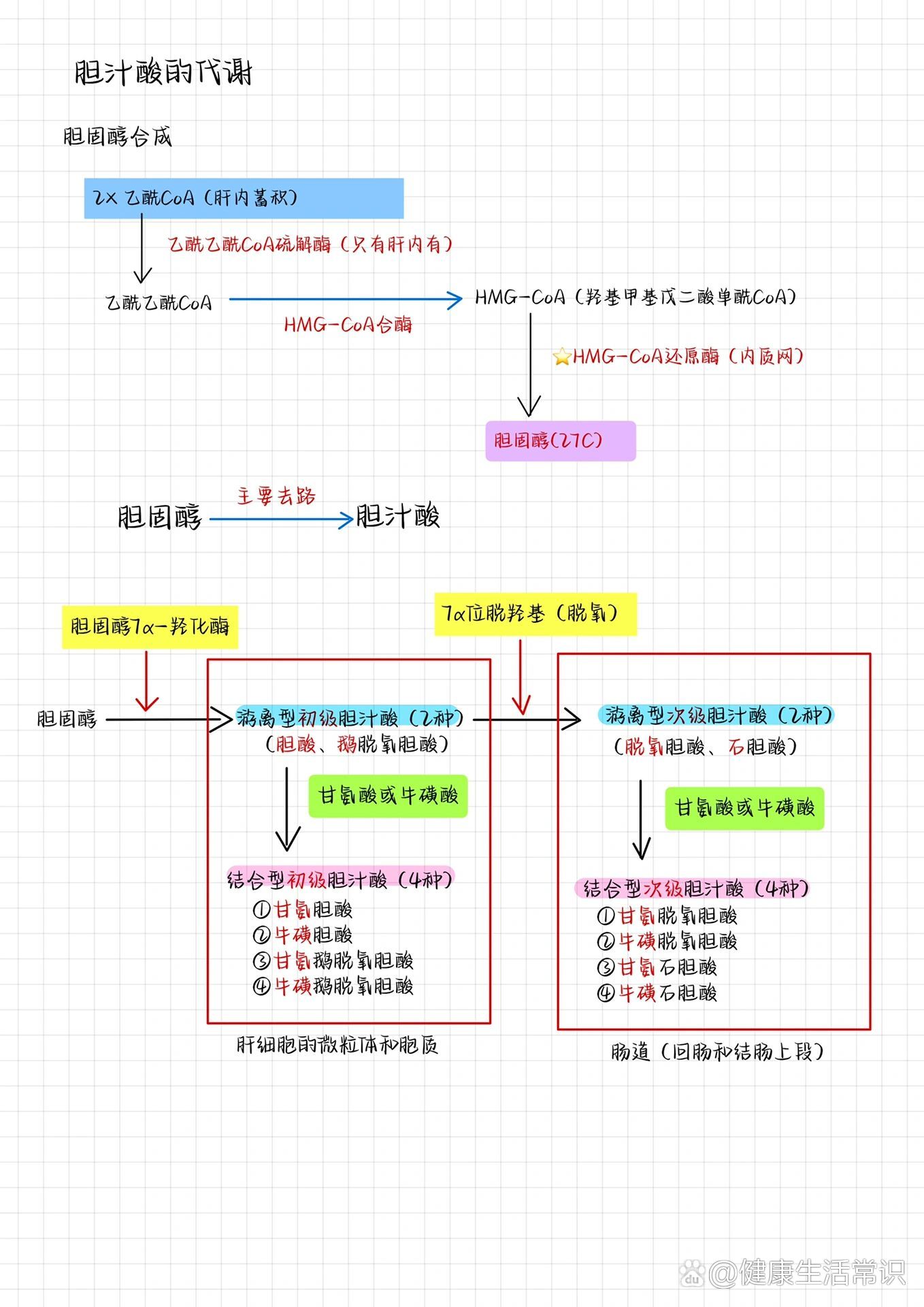 胆固醇的合成与代谢