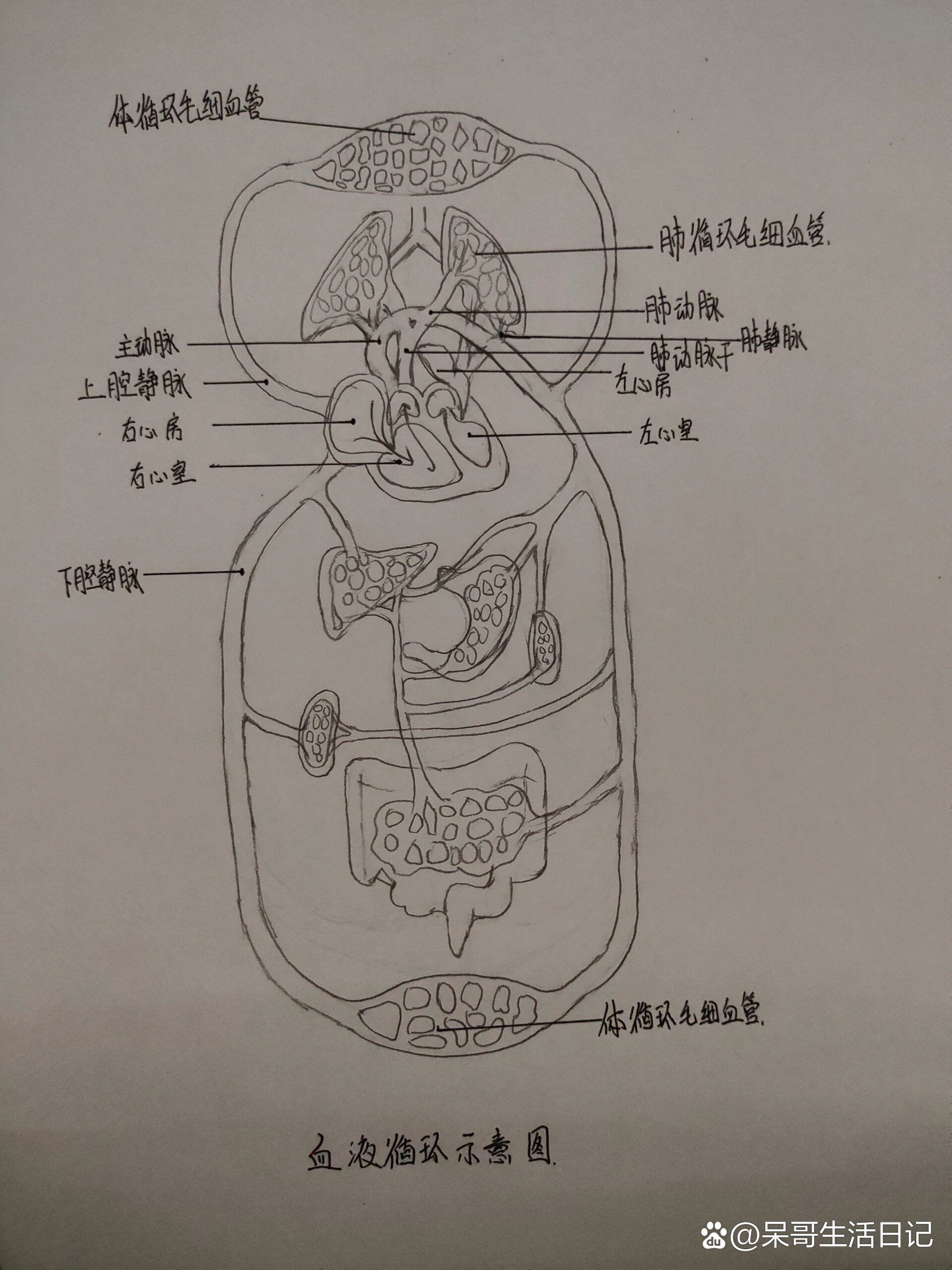 运动系统结构图简笔画图片