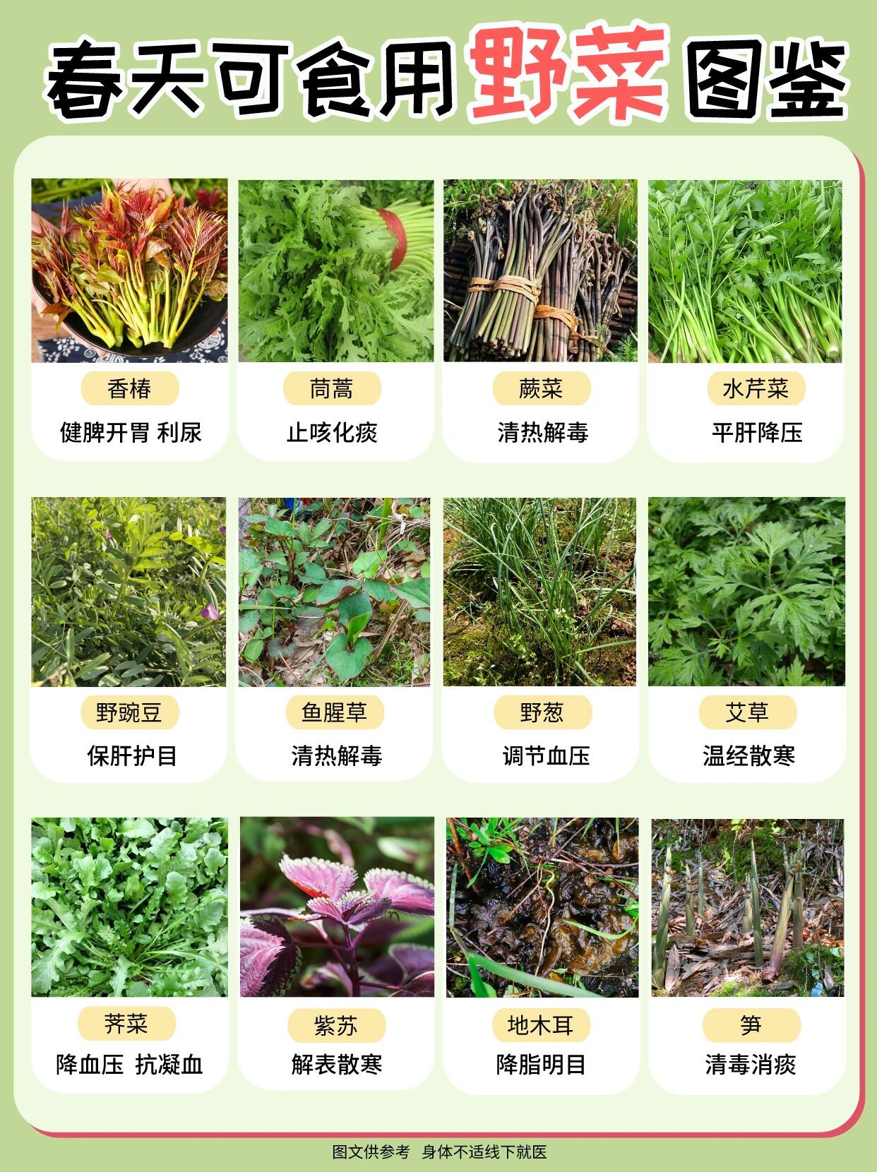 常见野菜种类图片