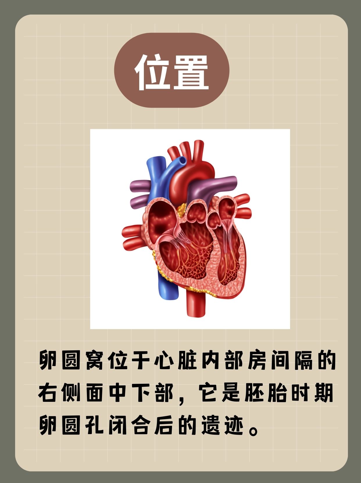 卵圆窝位于哪里?