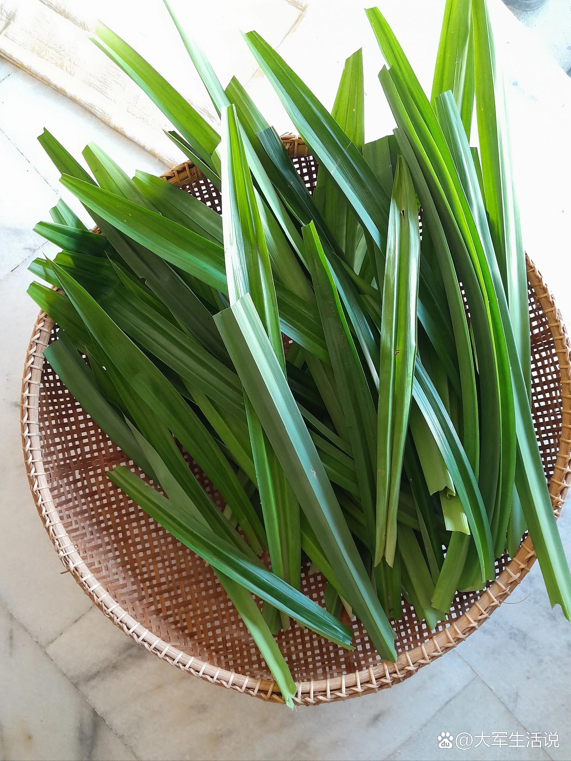  p>斑斓叶 97 br>家喻户晓的香料植物,它含有特