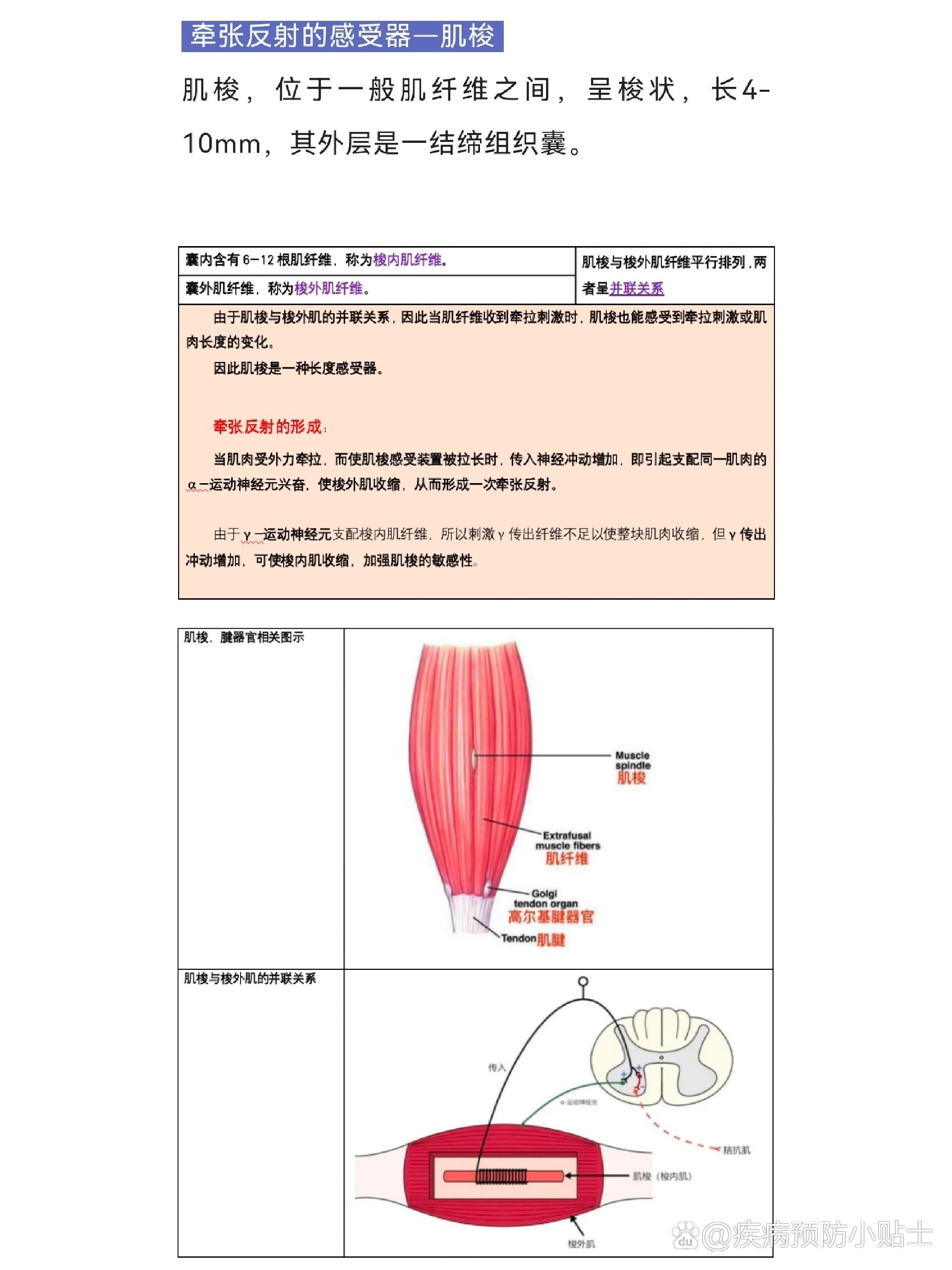 暗茧说|牵张反射知识点详解