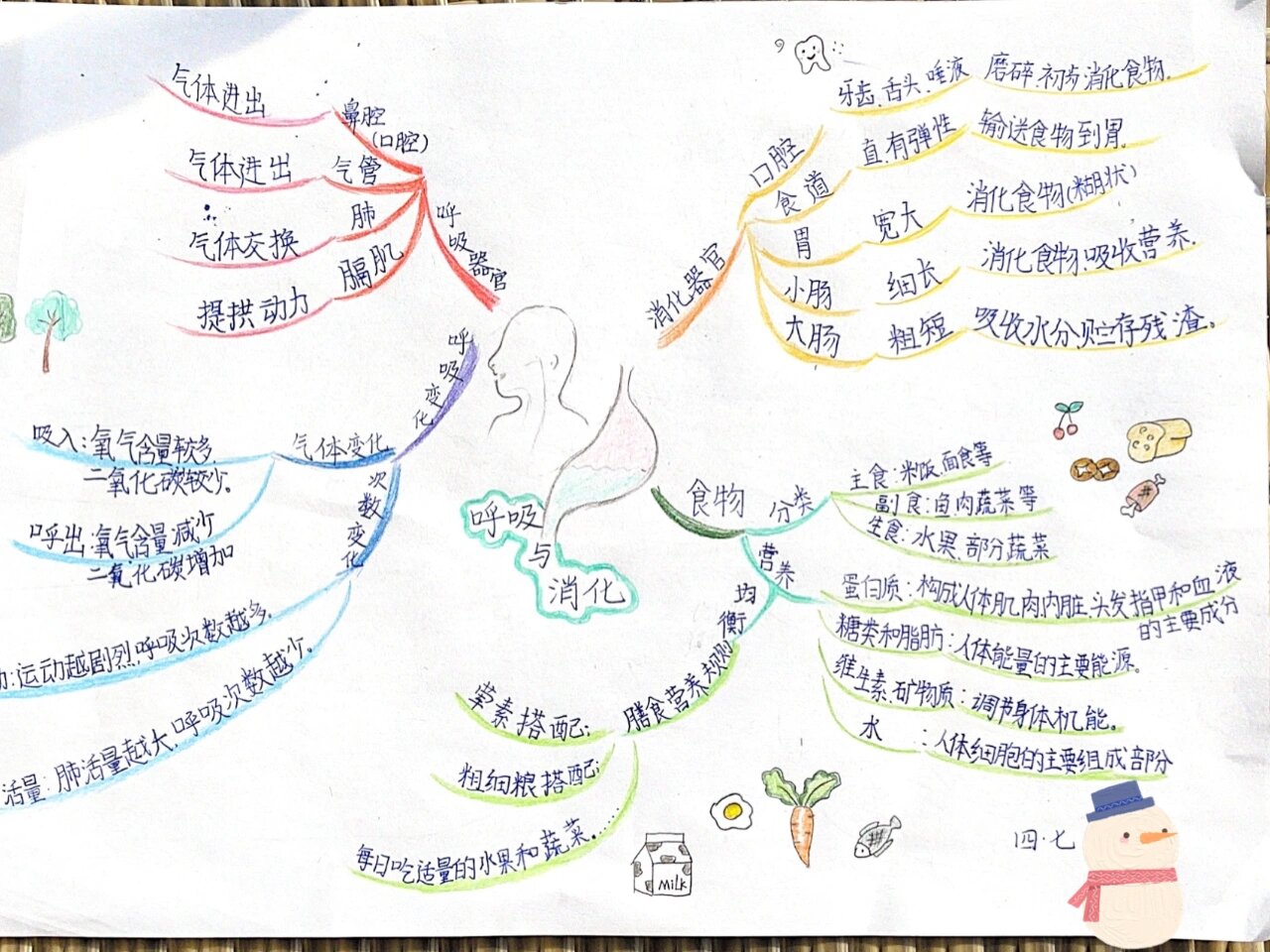 四上科学二单元呼吸与消化思维导图