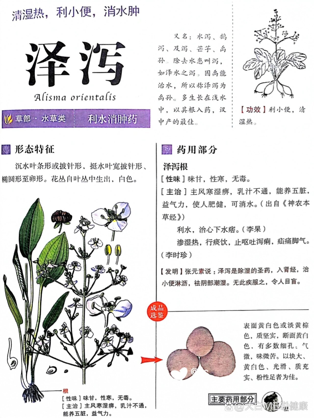 止泻中草药一览表图片