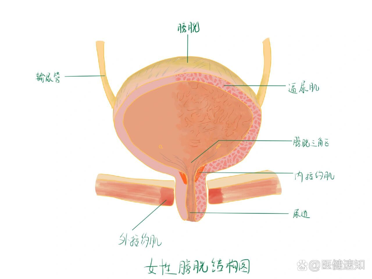 手绘膀胱解剖结构图