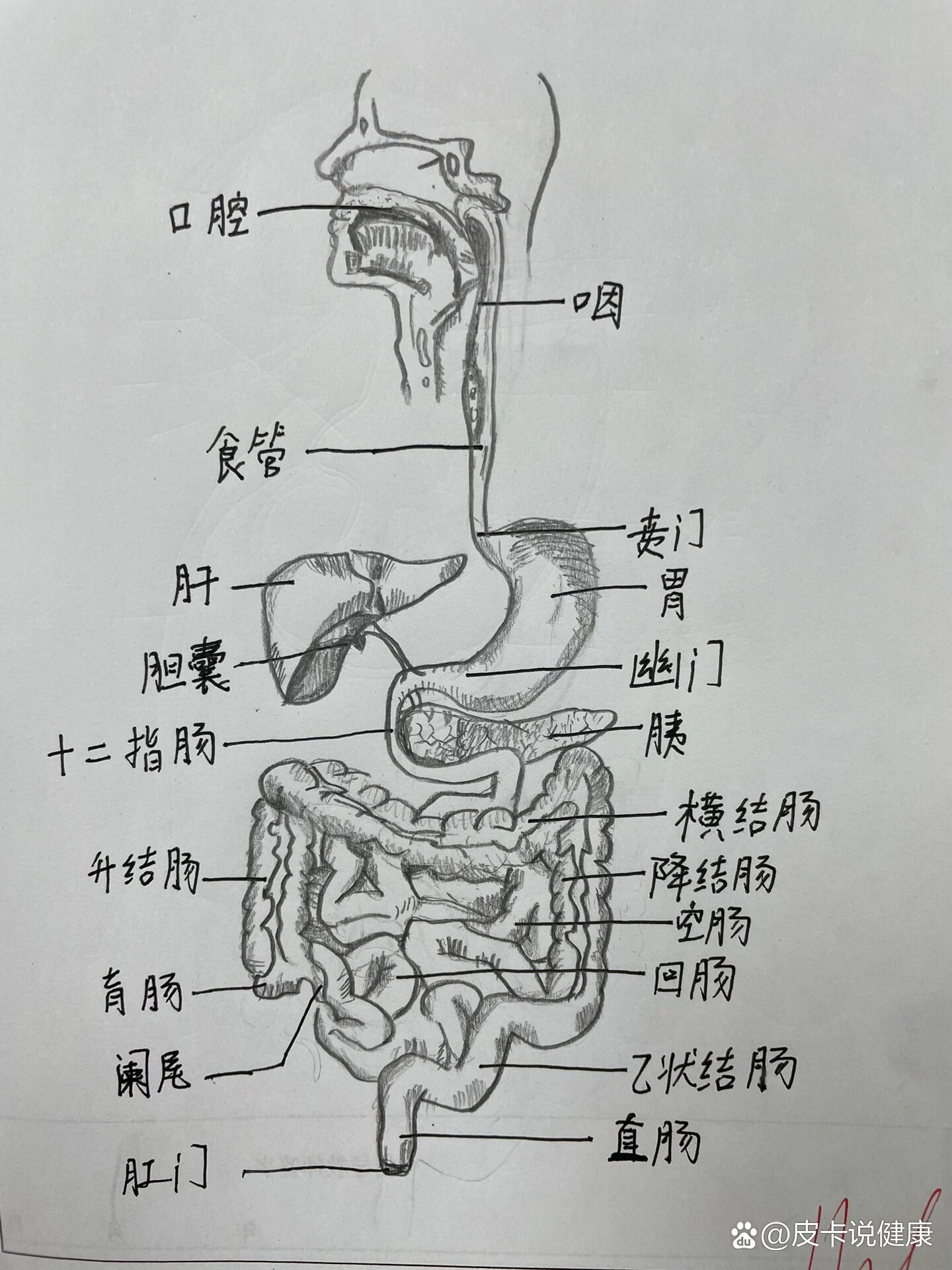 人体消化流程图简笔画图片