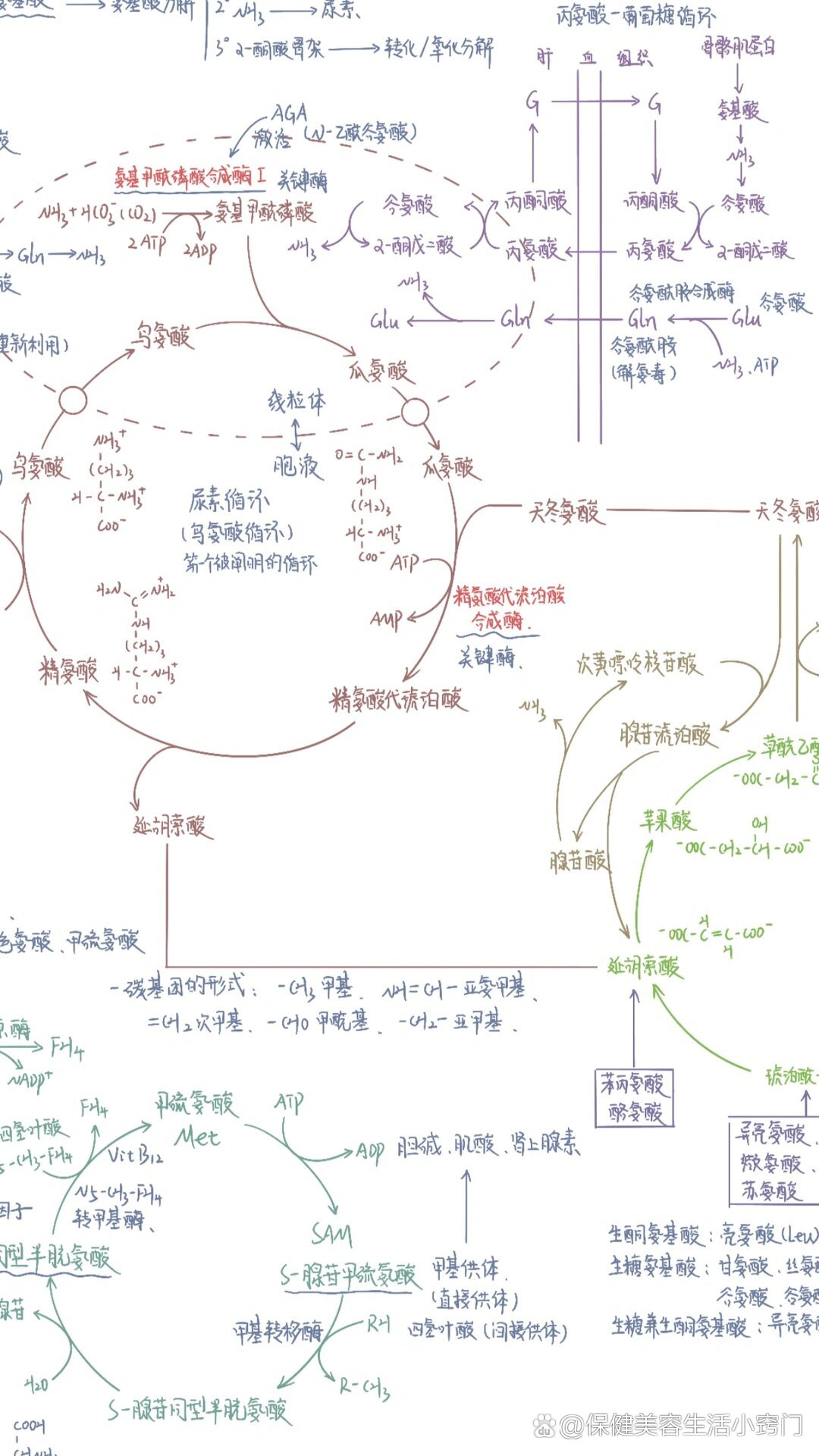 必需氨基酸思维导图图片