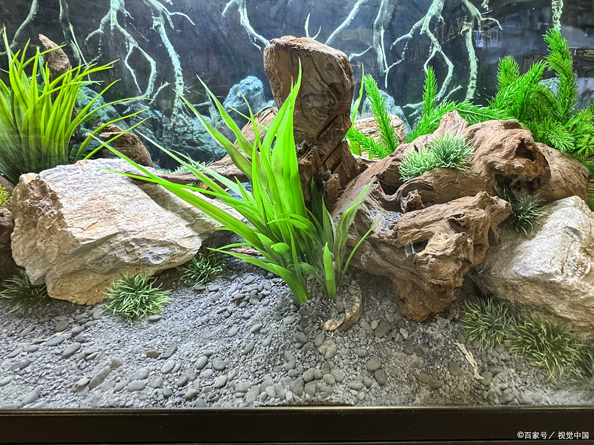 鱼缸水泵用不对，鱼死水浑全白忙！这6 个正确用法，新手也能轻松上手