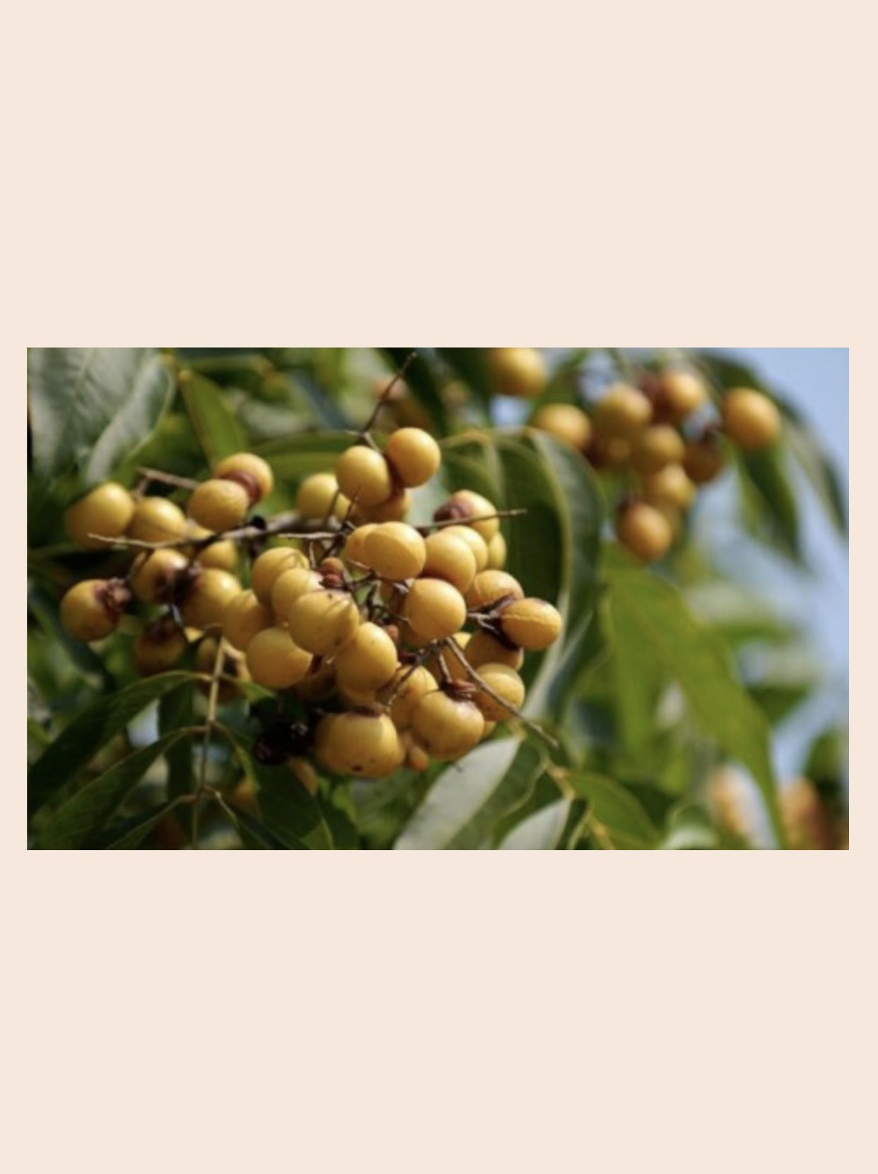 秒懂无患子:植物界的天然"洗手果"?