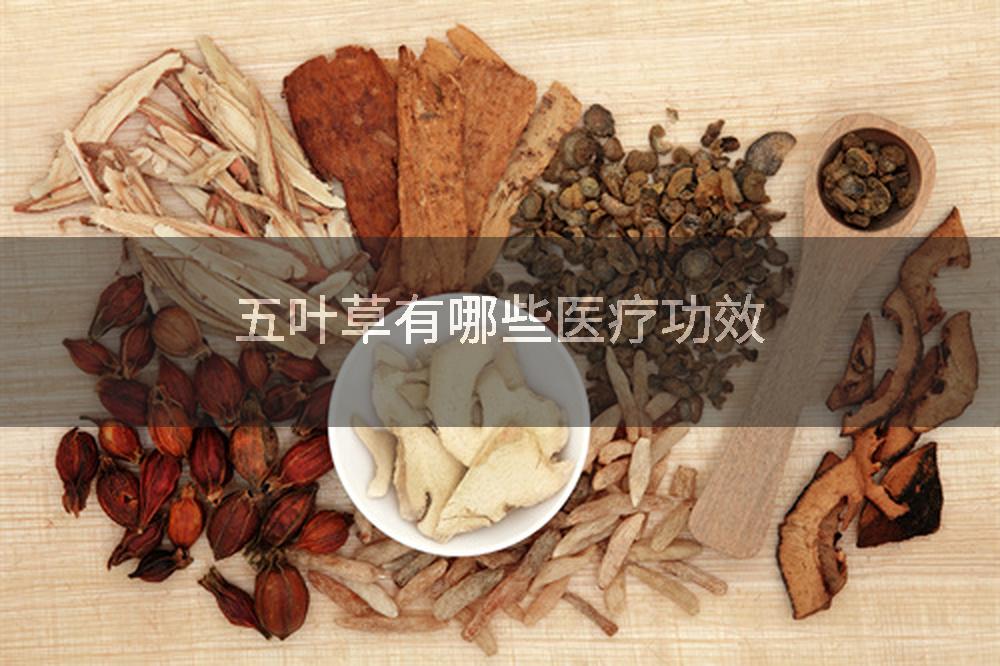 五叶草有哪些医疗功效