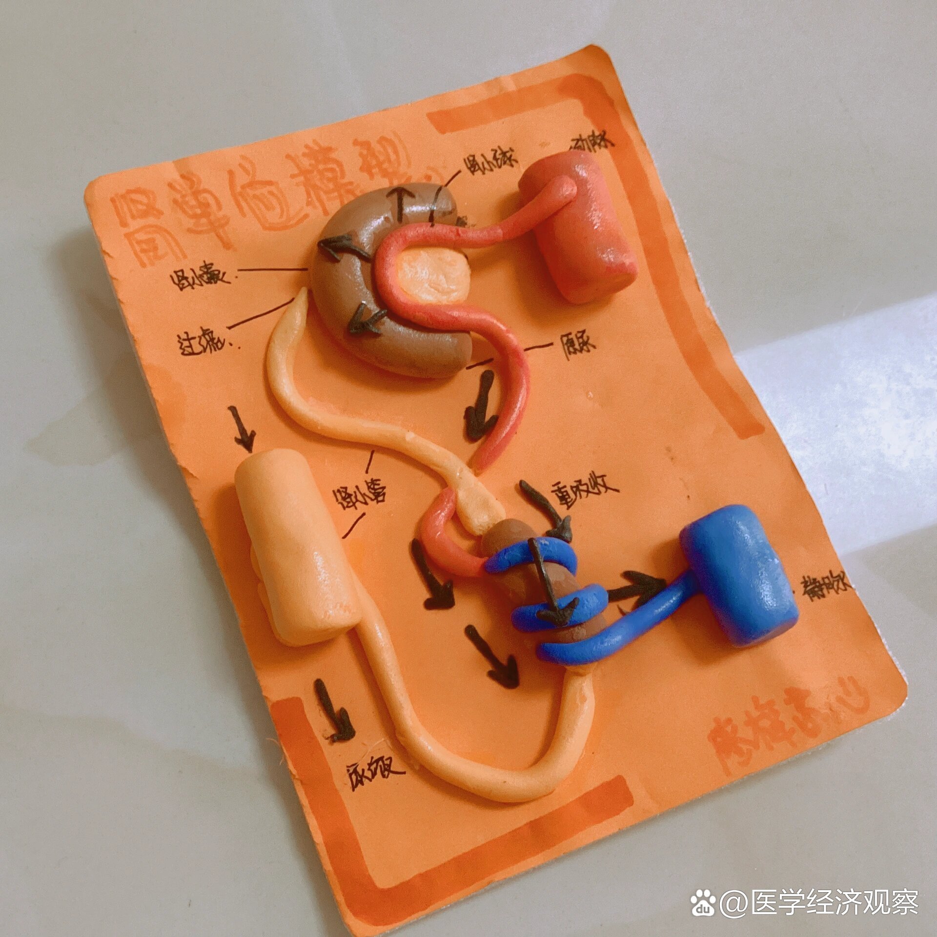 学生制作肾小体模型图片