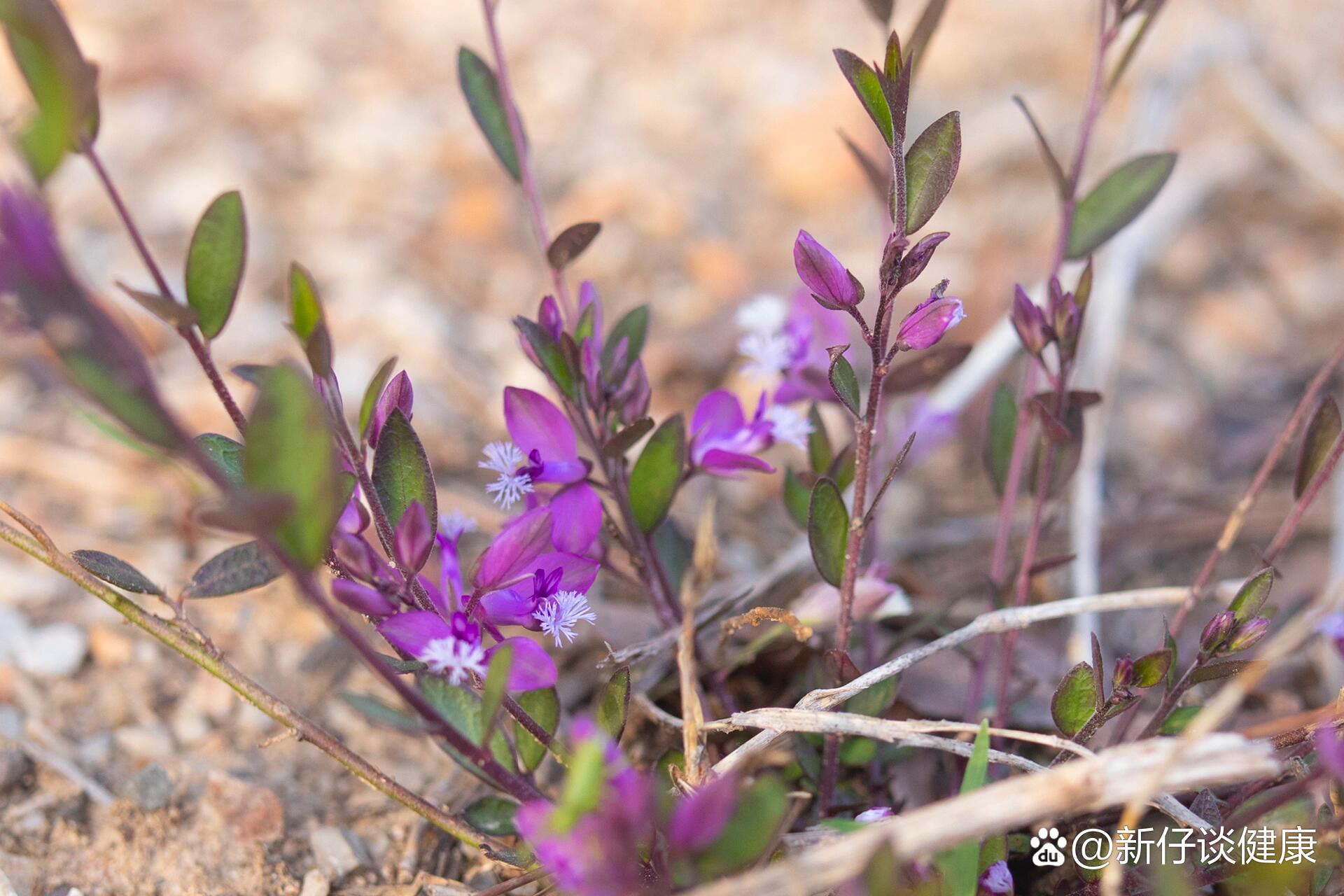 春日野花——瓜子金
