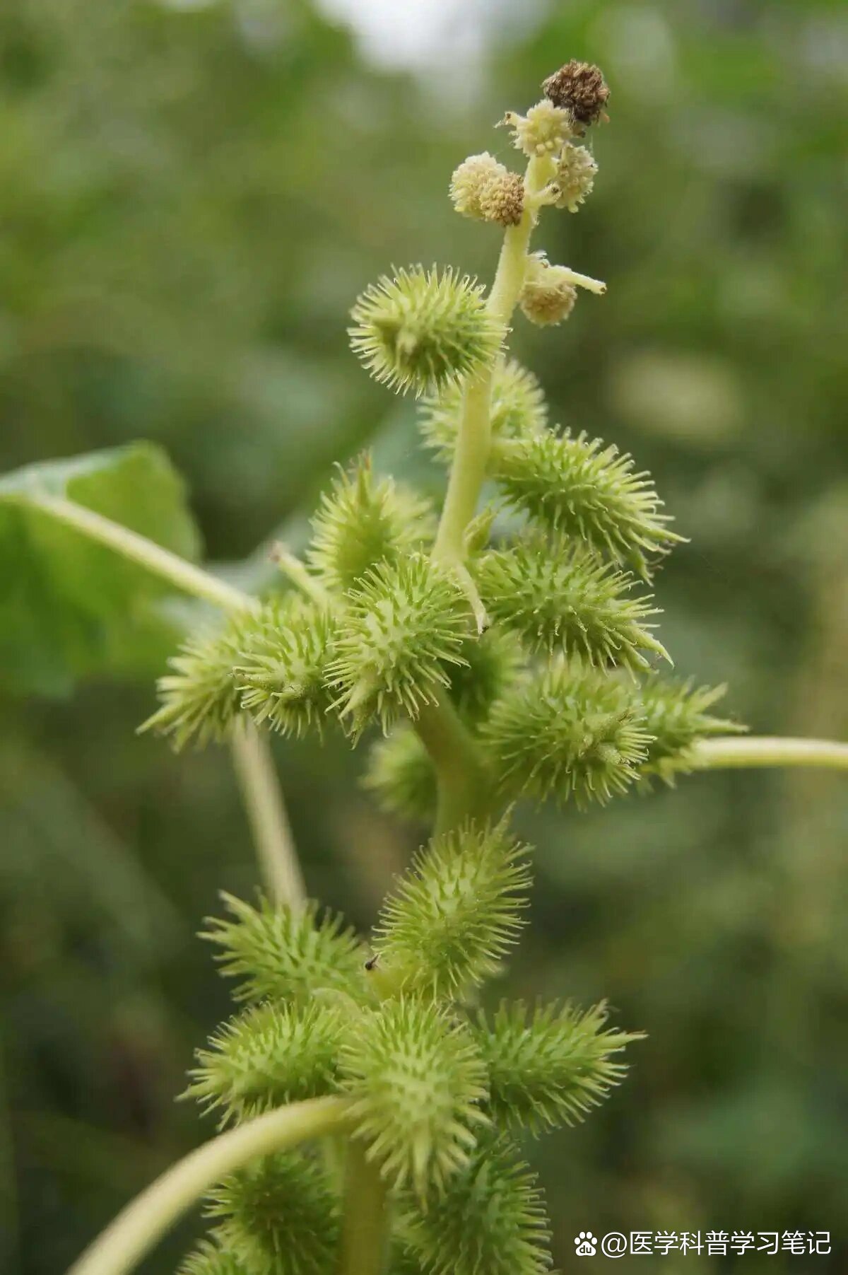 学习中药～苍耳子(的简介)