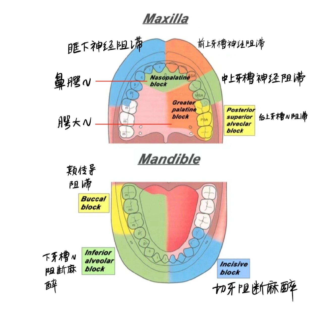 口腔麻醉神经分布图片图片