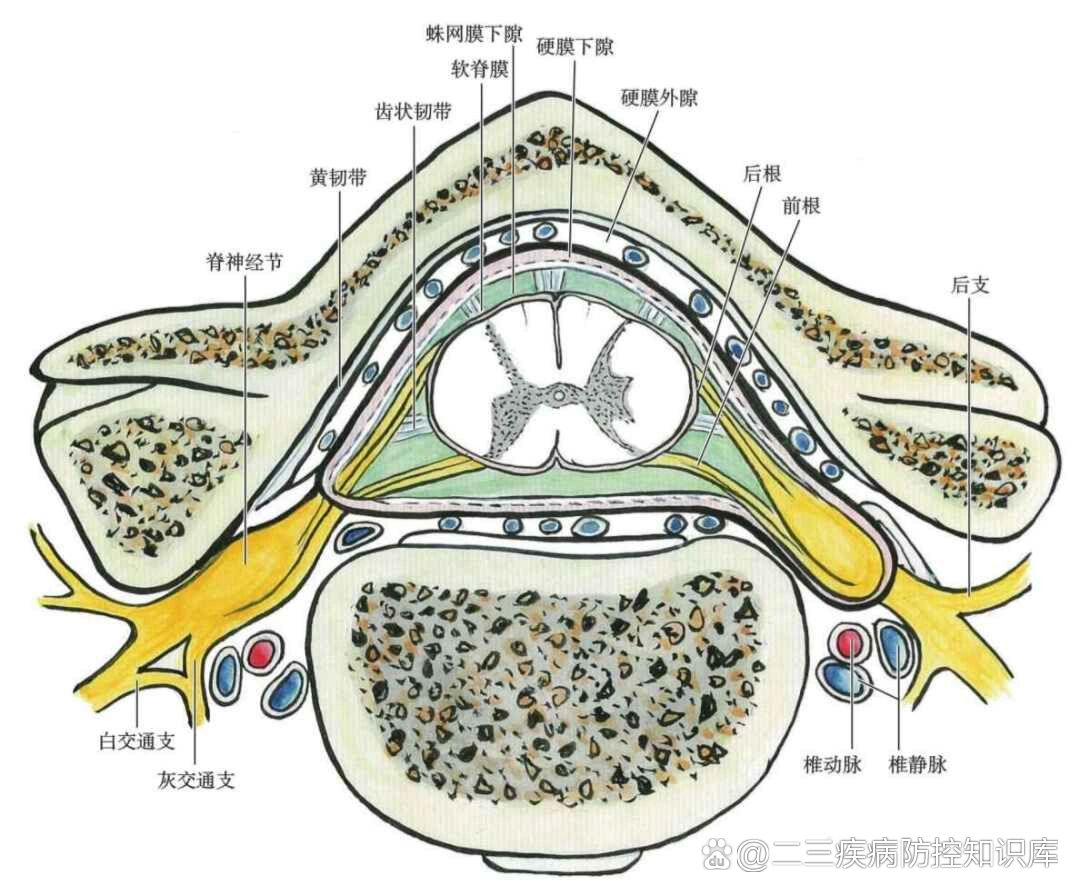 脊髓内部结构示意图图片