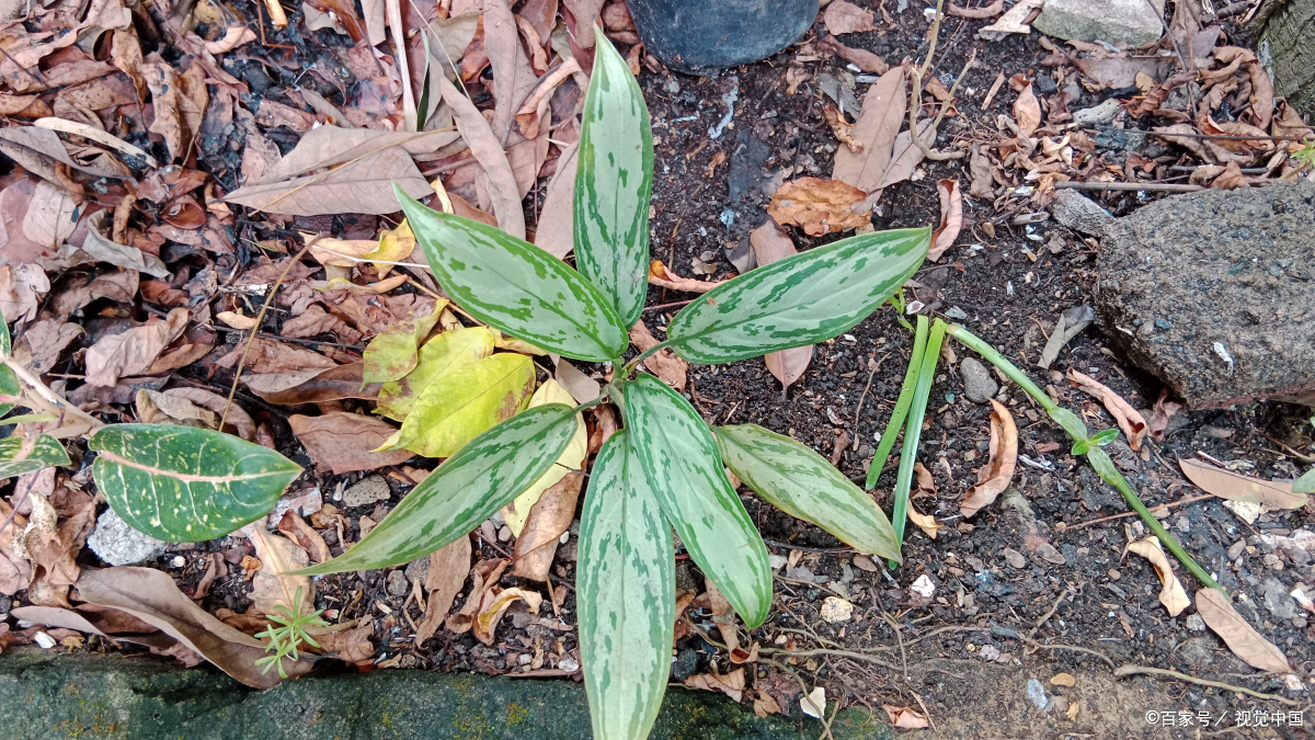 中药仙茅的功效与作用
