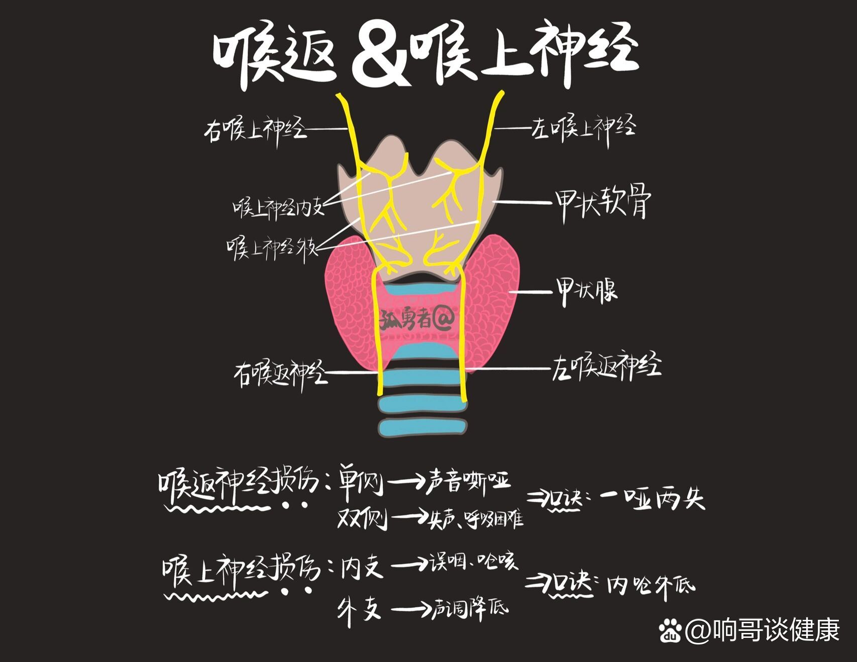 喉返&喉上神经