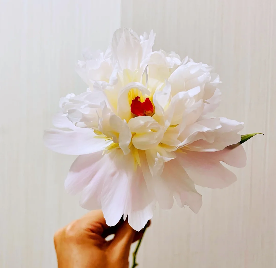 五月花神：凤羽落金池芍药养护全攻略