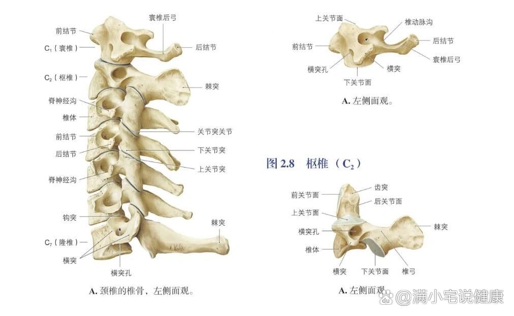 人体解剖学图谱  br>颈椎胸椎腰椎骶椎 /p>