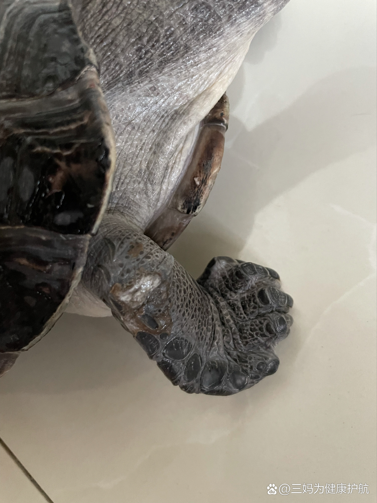 乌龟的前腿上长了好些白斑,是腐皮嘛?