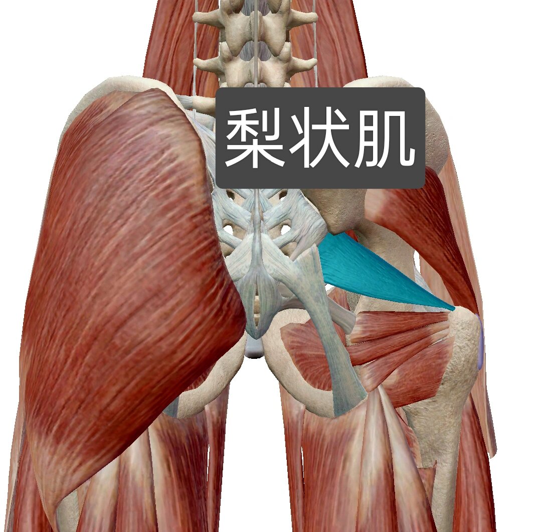 梨状肌体表定位图片