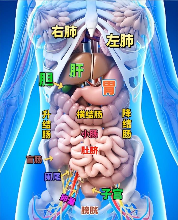 看到一张女性器官分布图