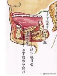 舌下腺解剖图片