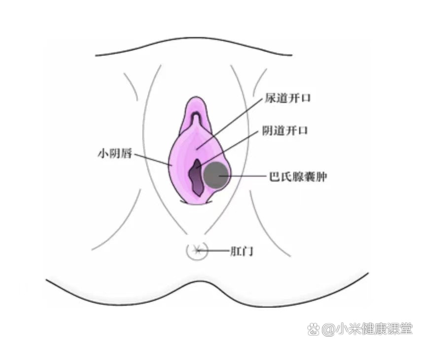 性腺的位置图片图片