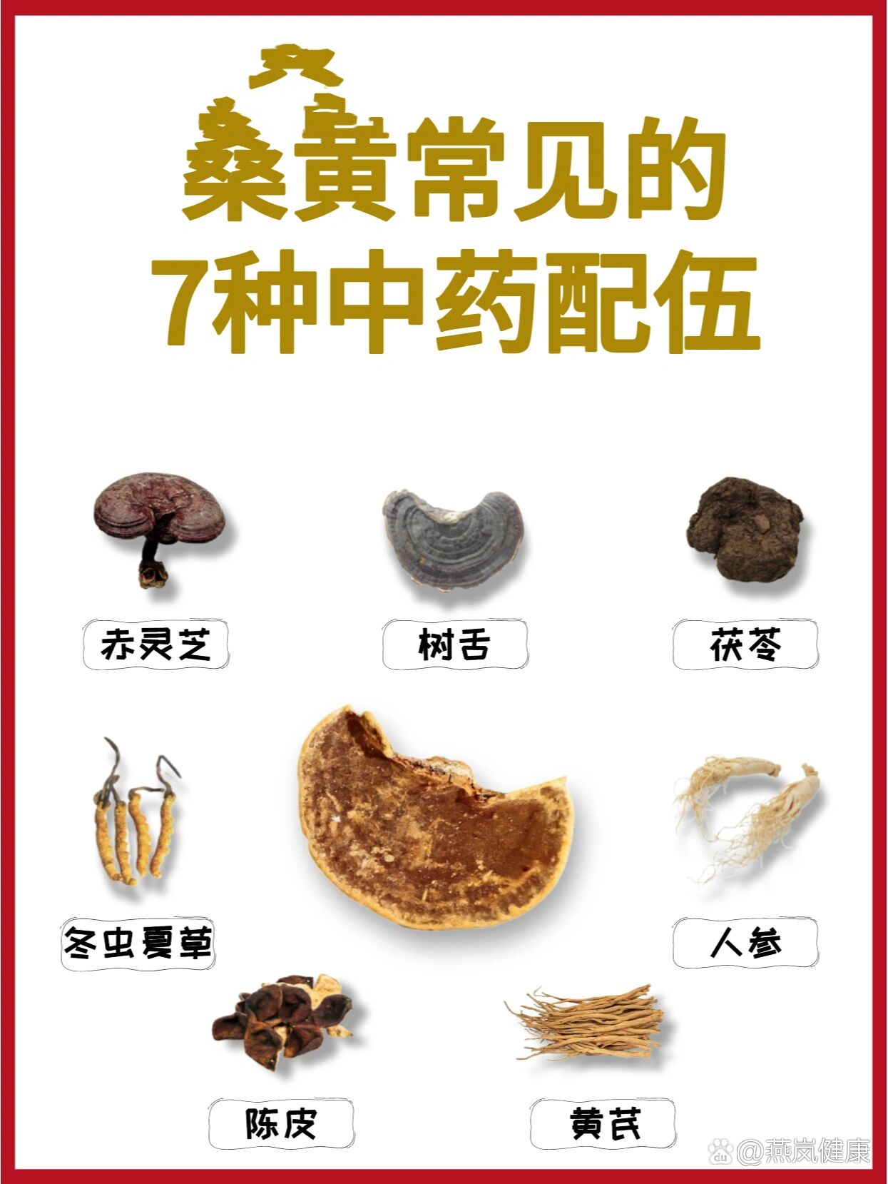 桑黄菌菌种价图片