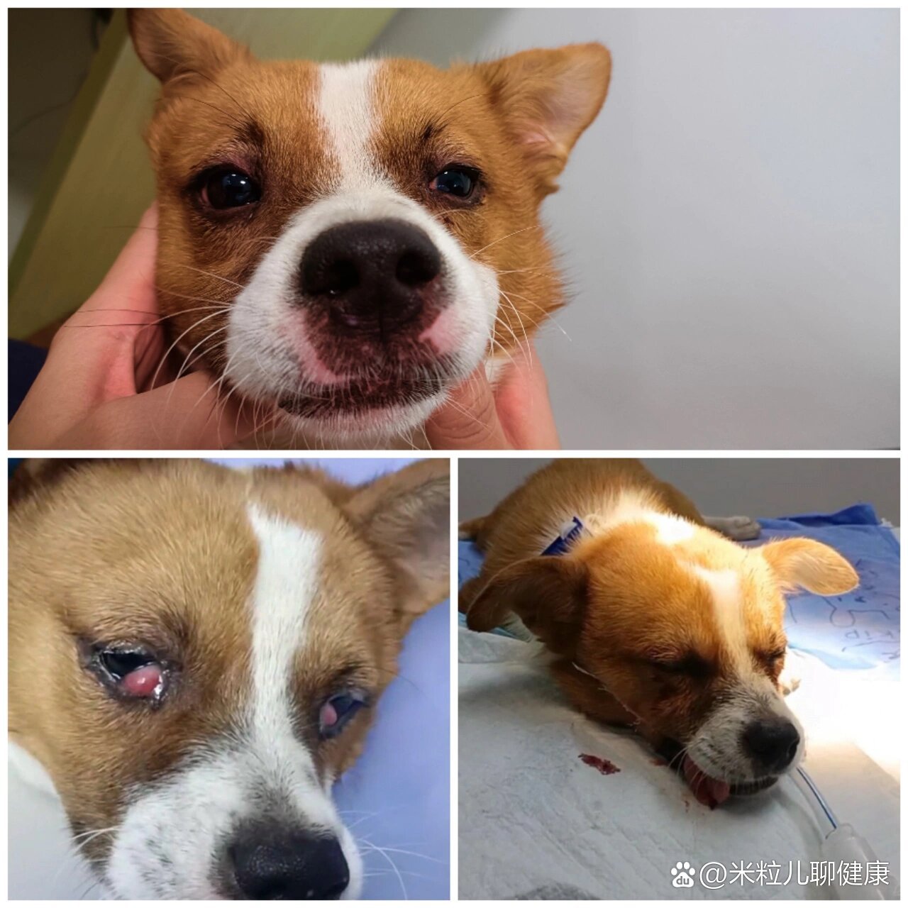 犬第三眼睑腺突出(樱桃眼)