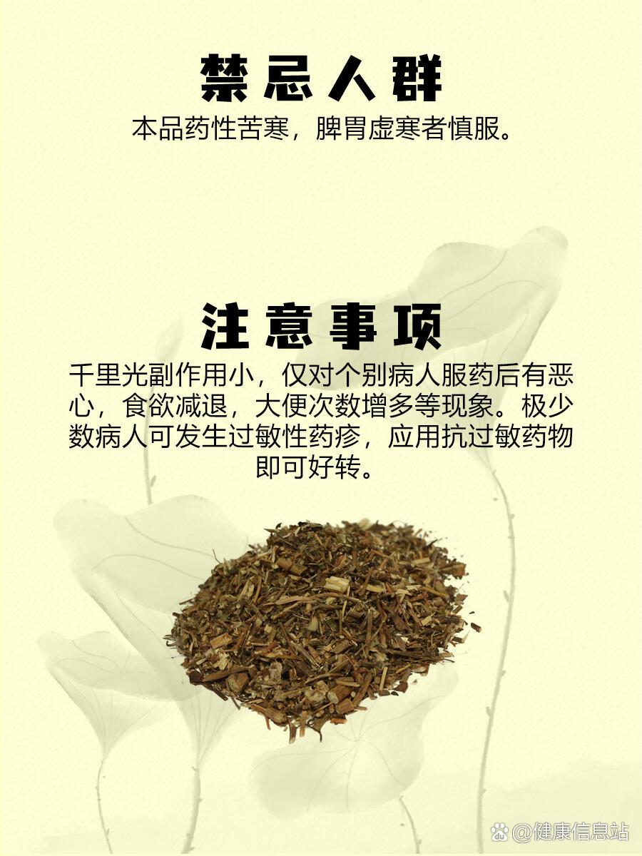 九里明,九里光,黄花母 br>97药用部位:本品为菊科植物千里光senecio
